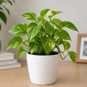 Pothos