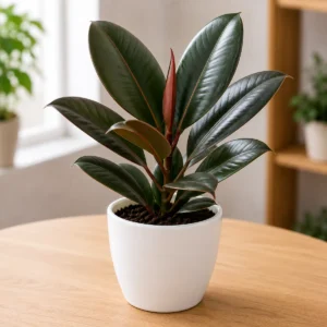 Rubber Plant