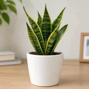 Snake Plant