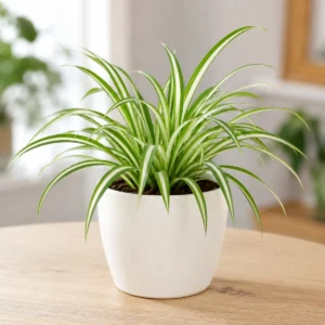 Spider Plant