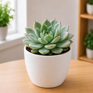 Succulents