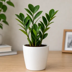 ZZ Plant